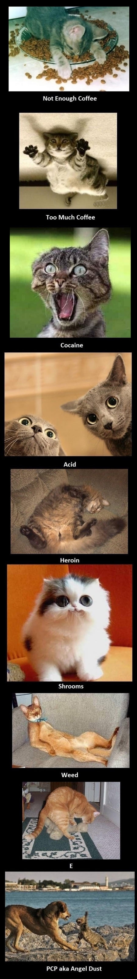 Cats on drugs.