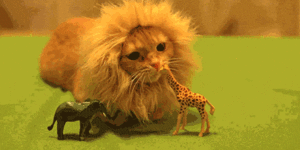 Footage of a giraffe being eaten by lion.