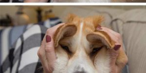 The many faces of Waffles the Corgi