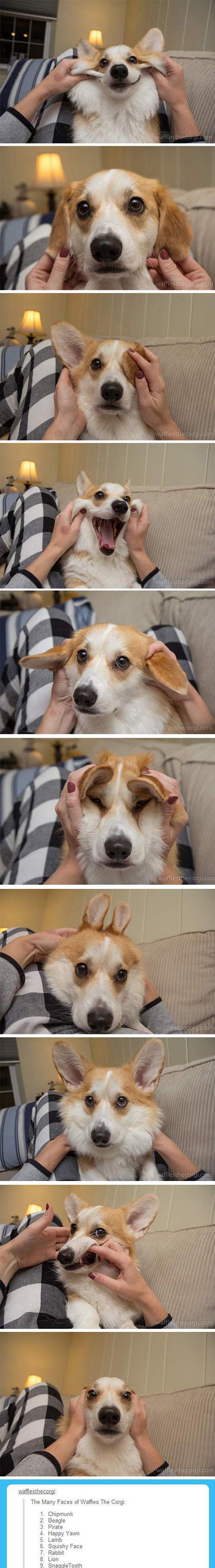 The many faces of Waffles the Corgi