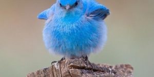 Mountain Bluebird