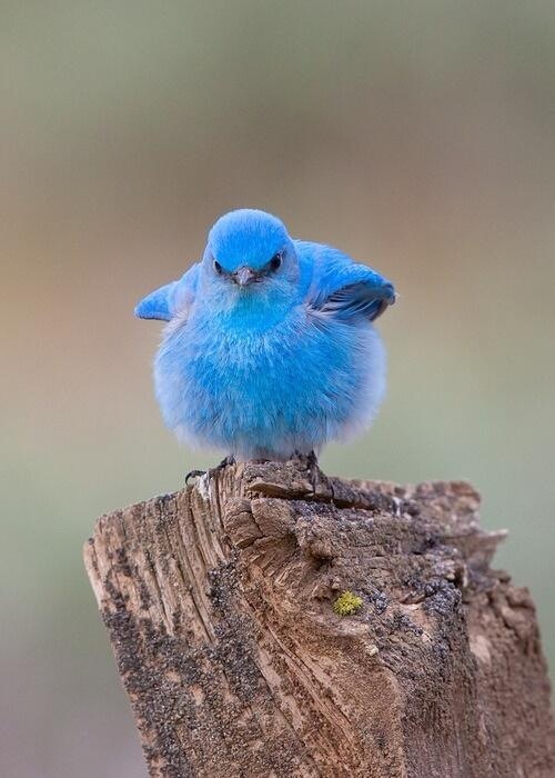 Mountain Bluebird