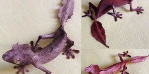 The satanic leaf gecko