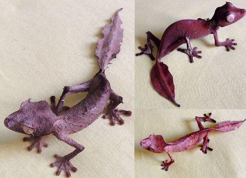 The satanic leaf gecko