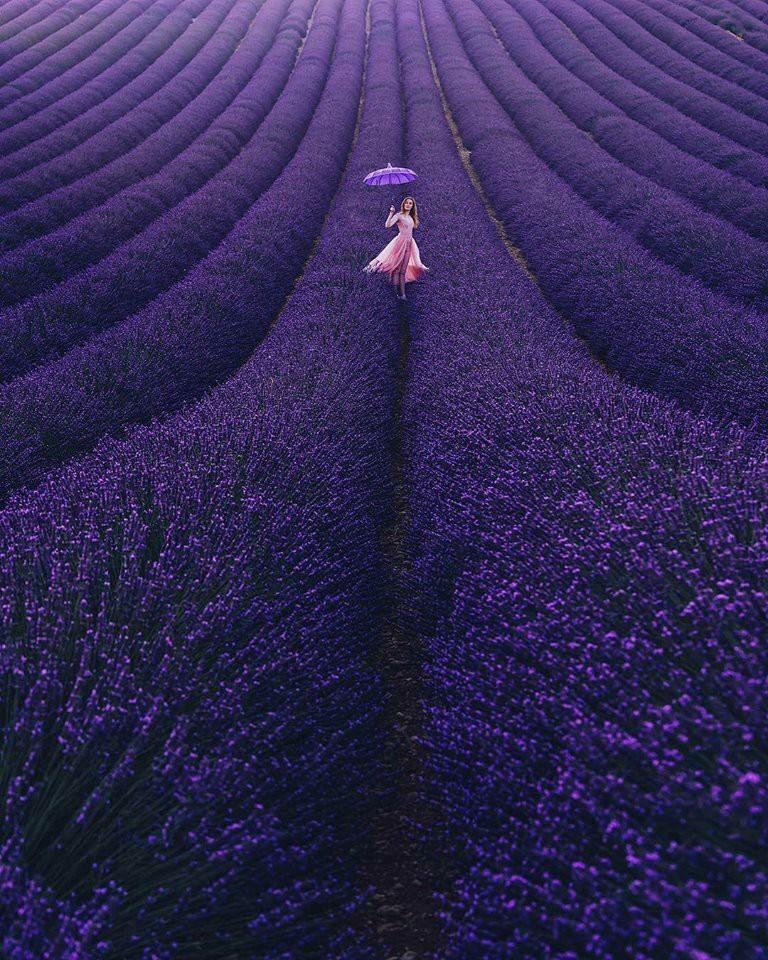 Lavender Bloom in France
