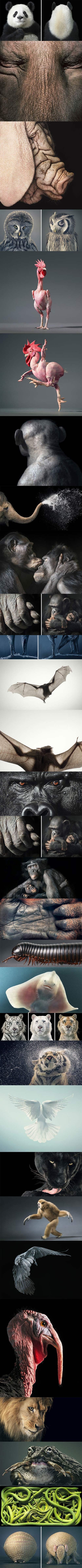 Animal portraits.