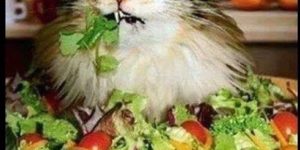 My feelings on salad