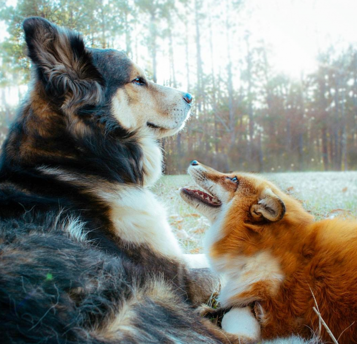 And so the fox fell in love with the hound