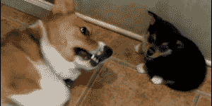 Puppy+fart+defense