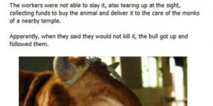 The Bull Who Cried.
