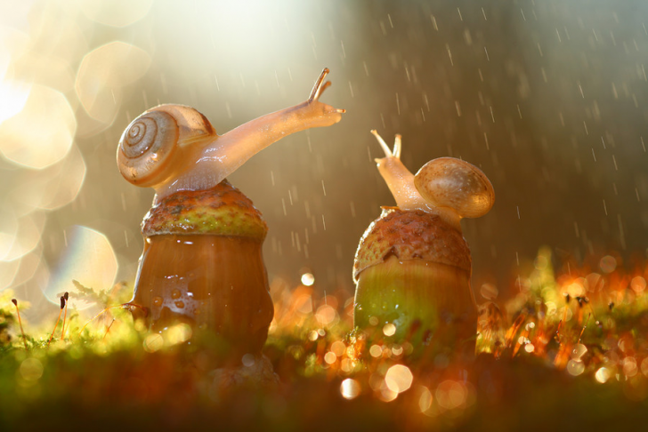 Snails in the Rain