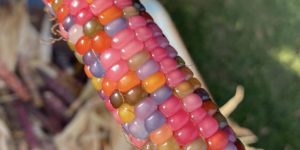 The corns are jewelry.
