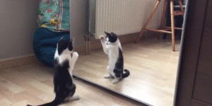 Kitten meeting his reflection.