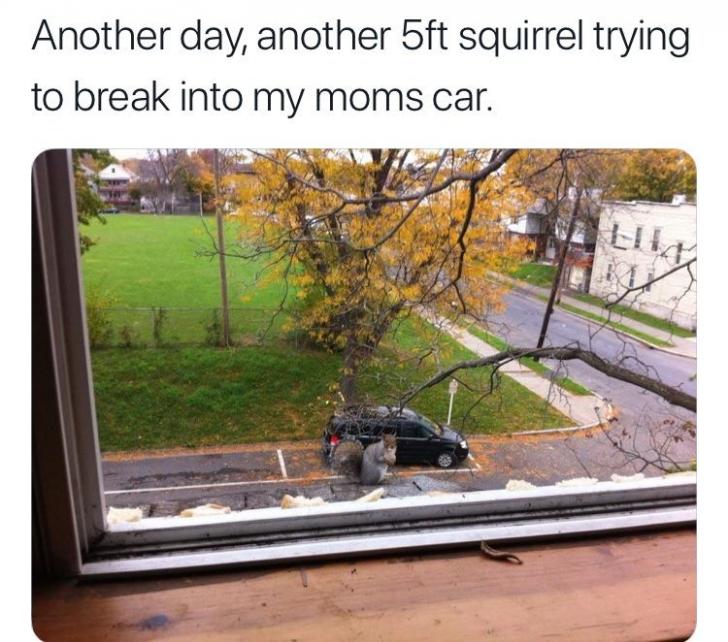 Squirrels of New York