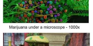 Cannabis under microscope – 1000x