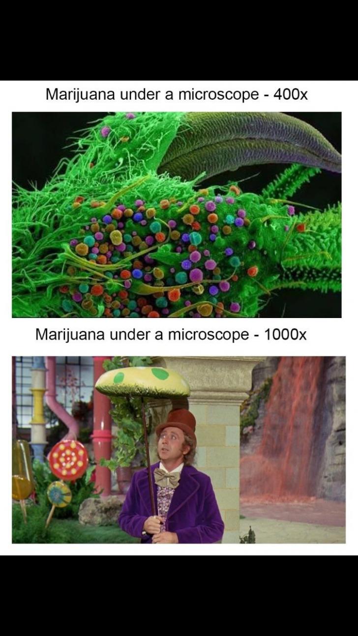 Cannabis under microscope - 1000x