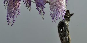 Bonsai Wisteria.
