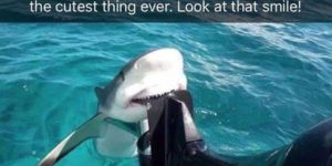 ‘I caught the butt!’ – Shark, definitely.