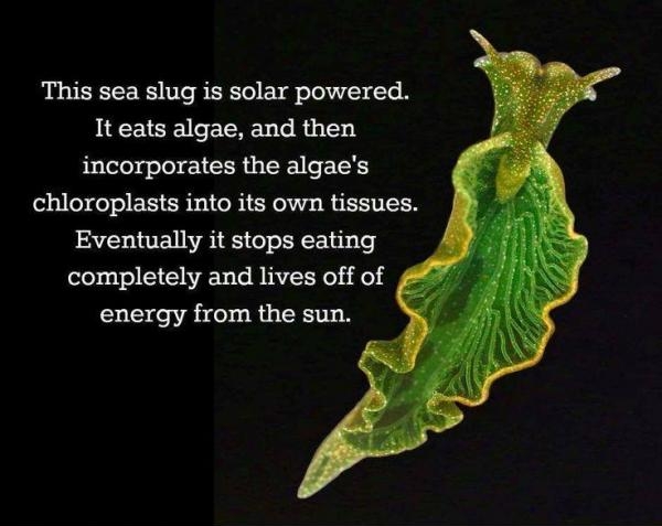 Self sufficient sea slugs.