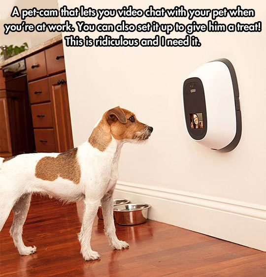 Pet-cam. I need this.