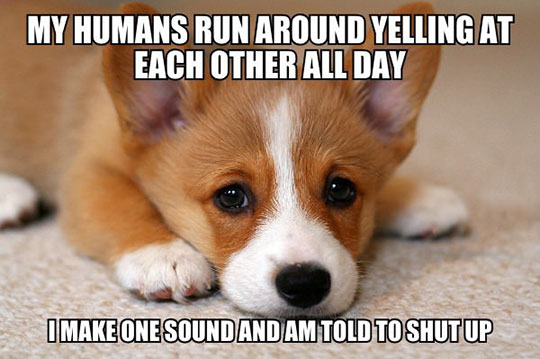 Hush, puppy.