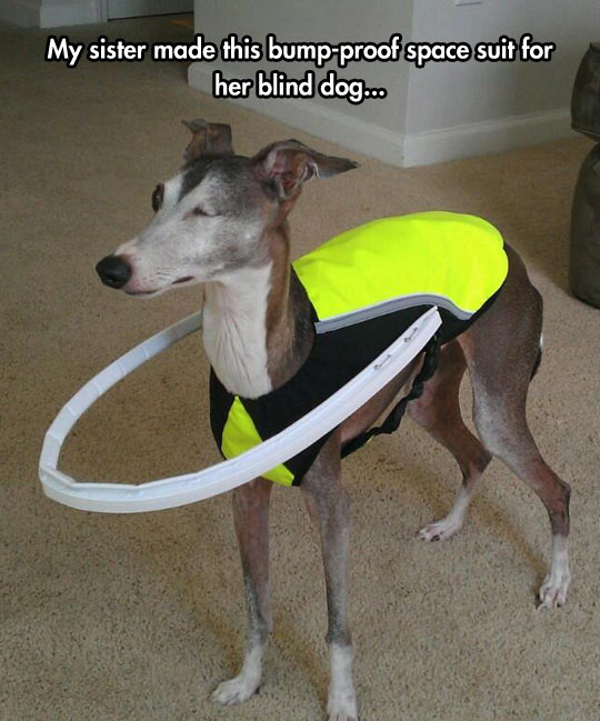 Helping A Blind Dog