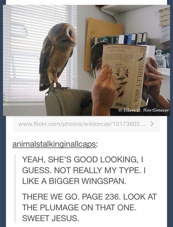 Owl erotica.
