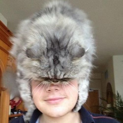 My cat is a hat.