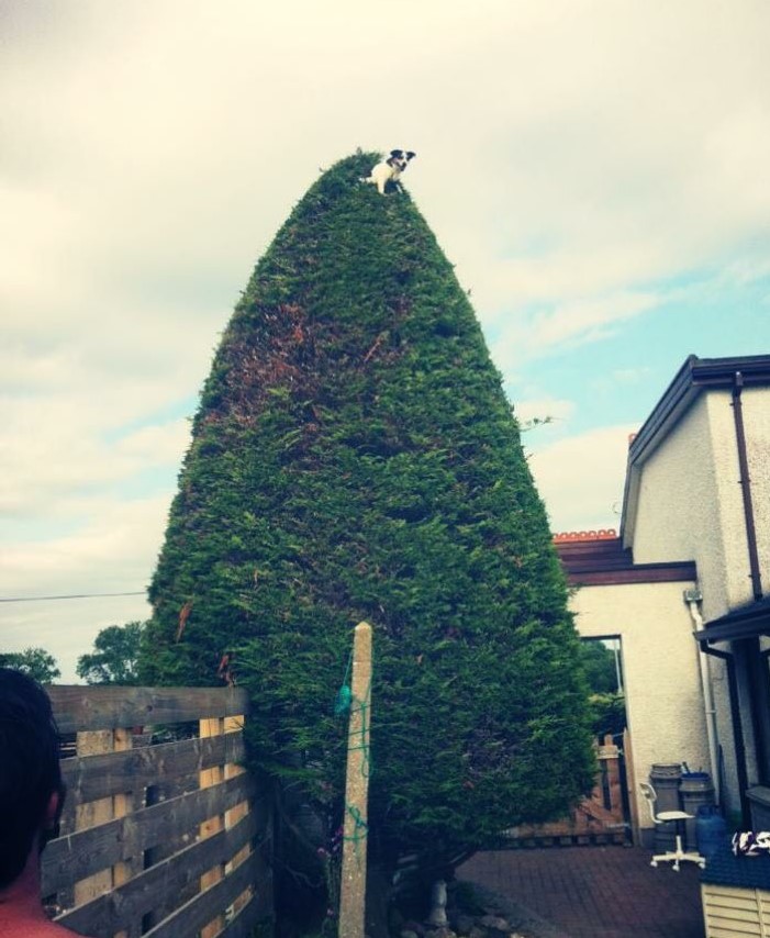 Tree pupper has the high ground!