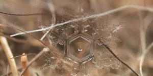 Snow flake just before melting.