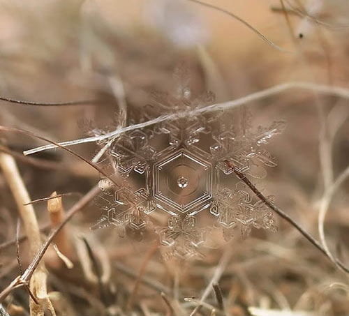 Snow flake just before melting.