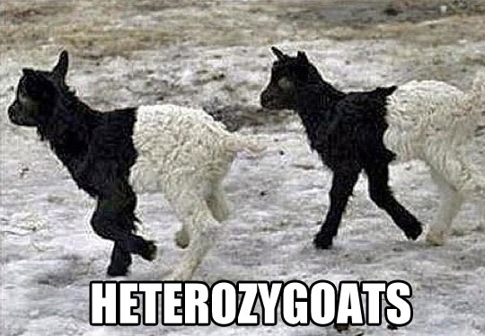 Heterozygoats