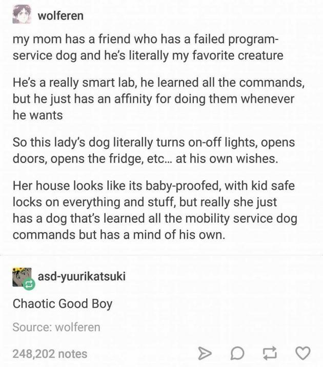 Chaotic Good Boy