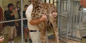 How to weigh a baby giraffe