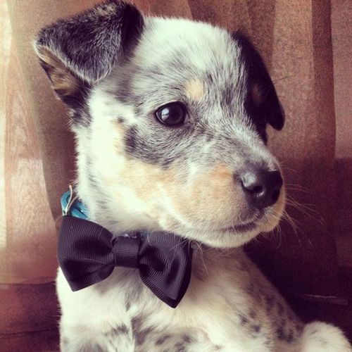 The cutest bow tie.