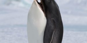 Killer Whale Penguin