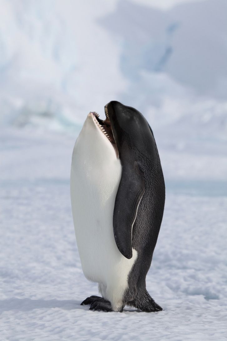 Killer Whale Penguin