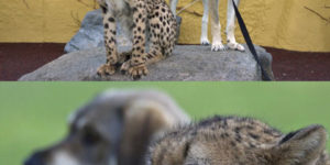 Cheetahs are incredibly nervous animals.