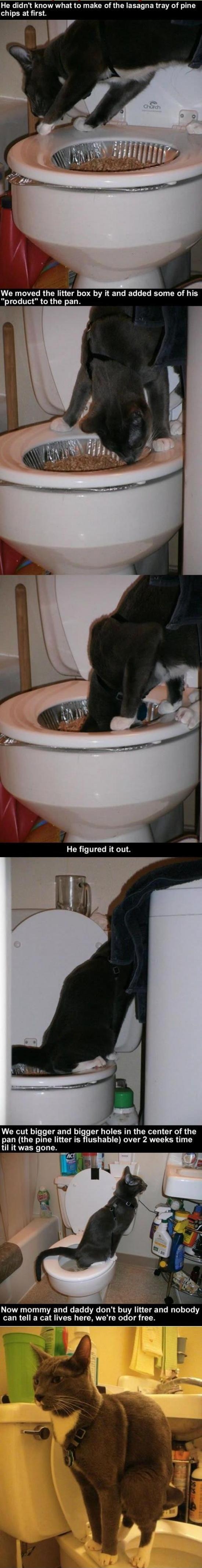 Kitties toilet adventures