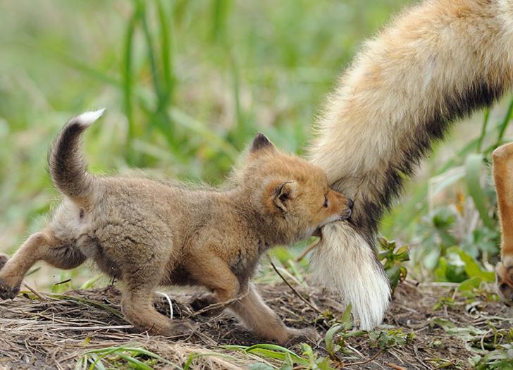 Got mom's tail