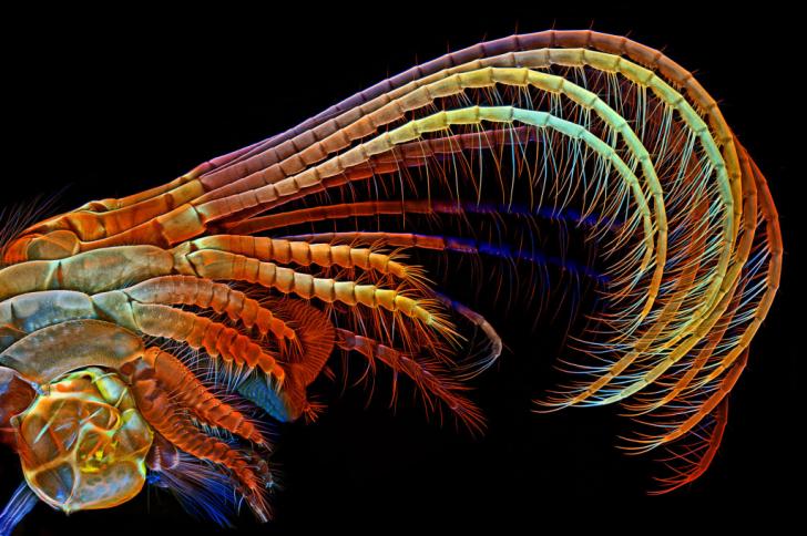 The appendages of a barnacle under a confocal microscope