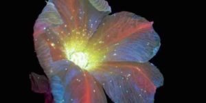 Ultraviolet photography reveals the unexpected fluorescence of flowers