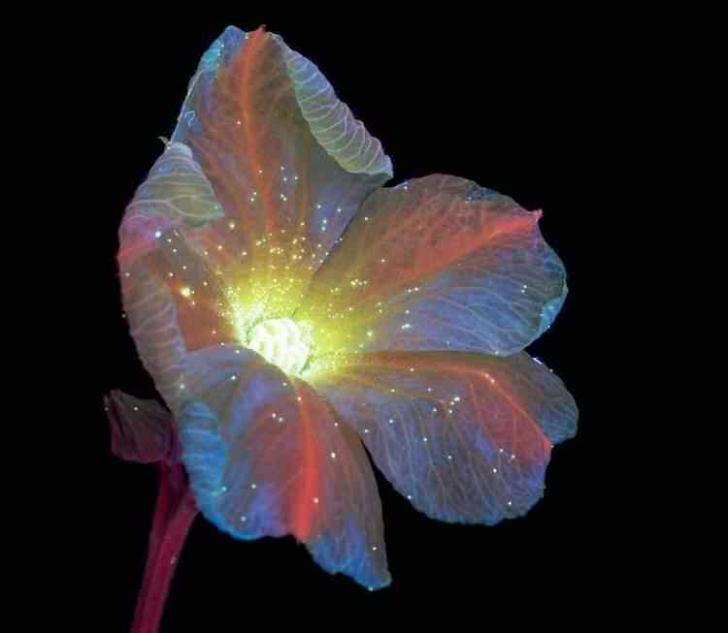 Ultraviolet photography reveals the unexpected fluorescence of flowers