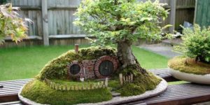 A Baggins Bonsai.