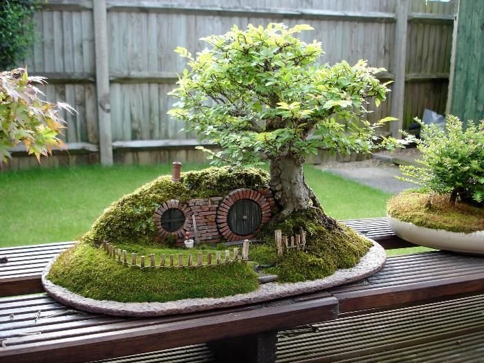 A Baggins Bonsai.