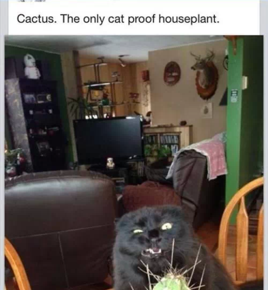 Cactus. The only cat proof houseplant.