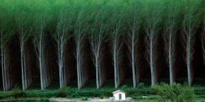 Man made forest – tree farm.