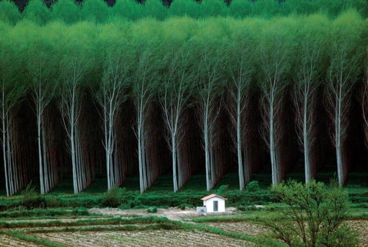 Man made forest - tree farm.