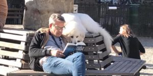 While all the other dogs in the park were playing around, he read a book with his human.