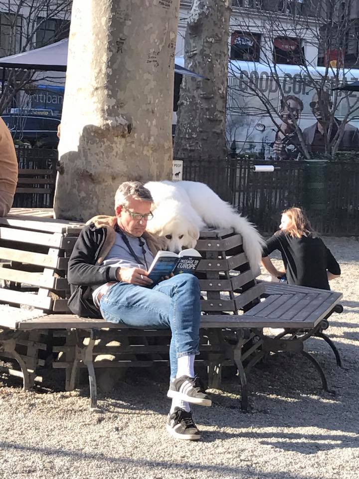 While all the other dogs in the park were playing around, he read a book with his human.